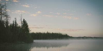 Verdant
